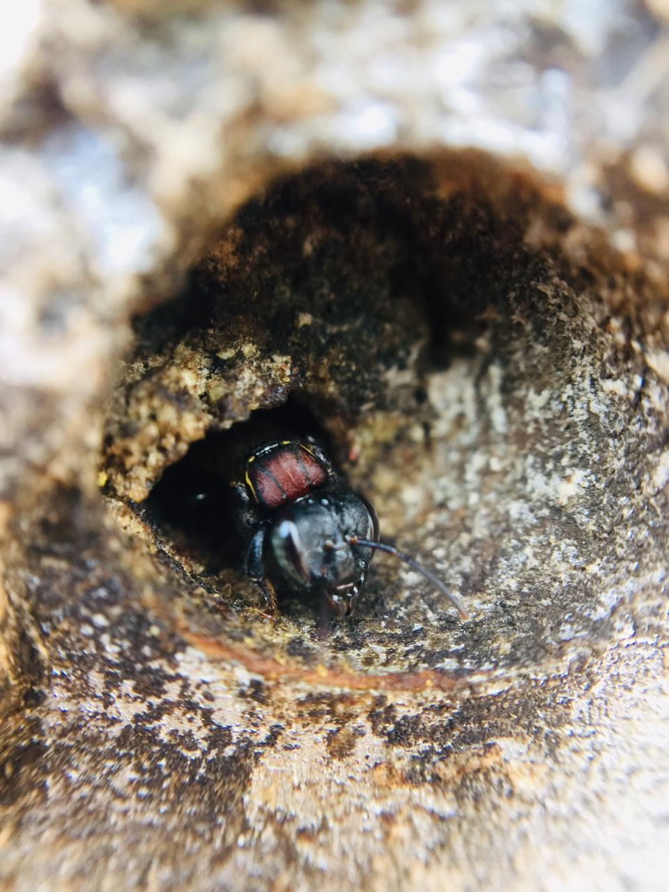 Native bee guarding the colony entrance